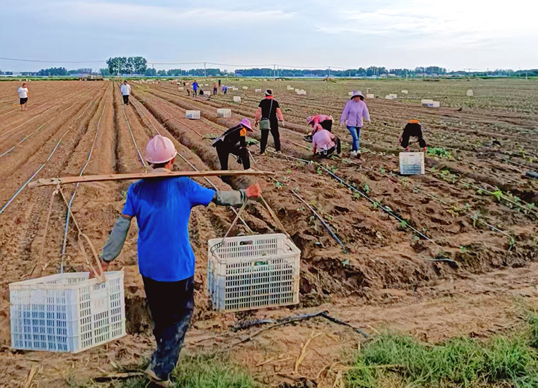 界牌鎮(zhèn)淮河片組織勞力搶植千畝連片秋茬西藍花