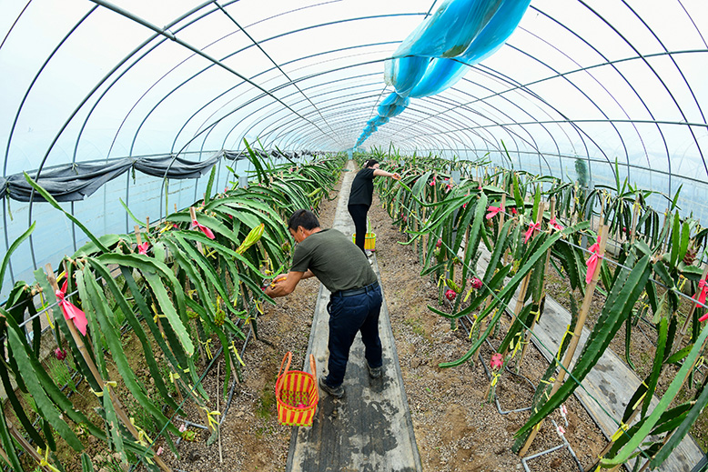 濱淮鎮(zhèn)開(kāi)心果園火龍果陸續(xù)成熟